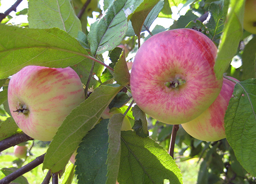 Odmiana jabłkowa Cynamonowe w paski