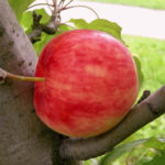 Odmiana jabłkowa Mantet