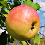 Odmiana jabłka North Sinap