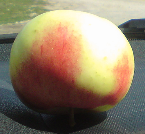 Variedad de manzana Uslada