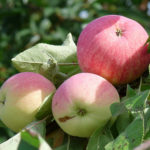 Odmiana jabłek Melba (Melba)
