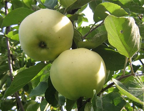 זן תפוחים Papirovka
