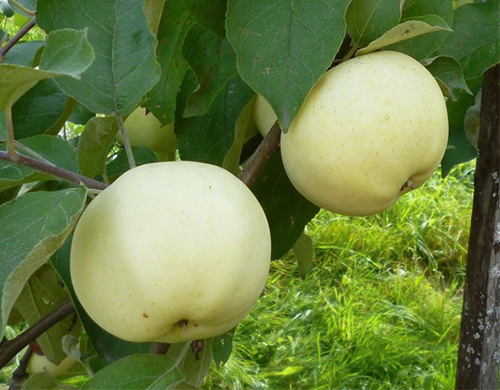 זן תפוחים Papirovka