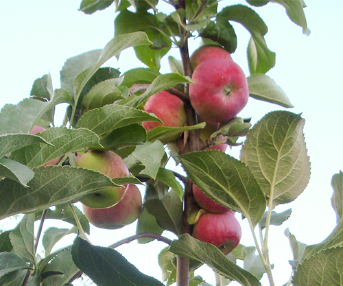 Odmiana jabłkowa Silver Hoof