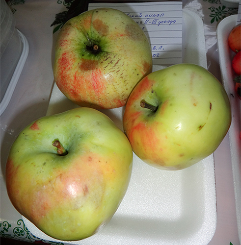 Odmiana jabłek Sinap Orlovsky