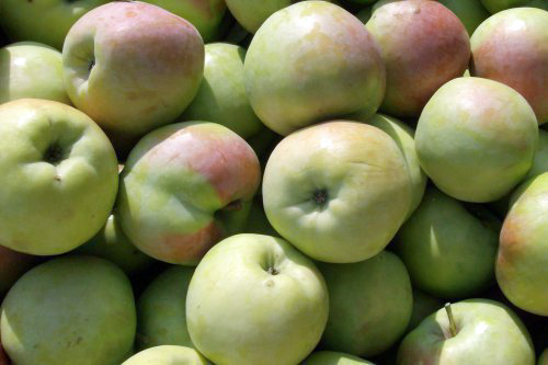 Odmiana jabłek Sinap Orlovsky