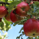 Odmiana jabłek Idared