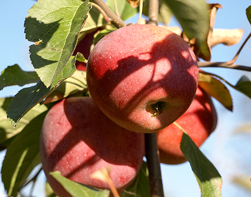 זן תפוחים פלורינה