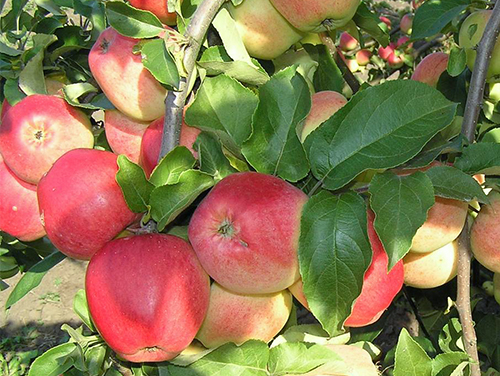 Odmiana jabłek Kandil Orlovsky