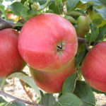 Odmiana jabłkowa Ligol