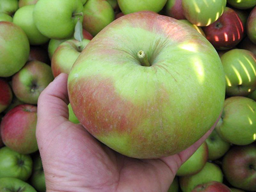 זן תפוחים ליגול