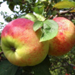 متنوعة التفاح أورلوفيم