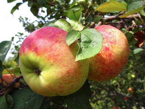 Odmiana jabłkowa Orlovim