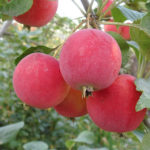 Odmiana jabłek Gornoaltayskoe