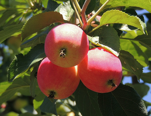 Odmiana jabłek Gornoaltayskoe
