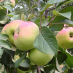 متنوعة التفاح Imrus