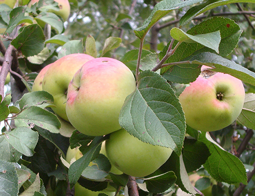 Odmiana jabłkowa Imrus
