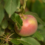 Сорт ябълка Валута (колонна ябълка)