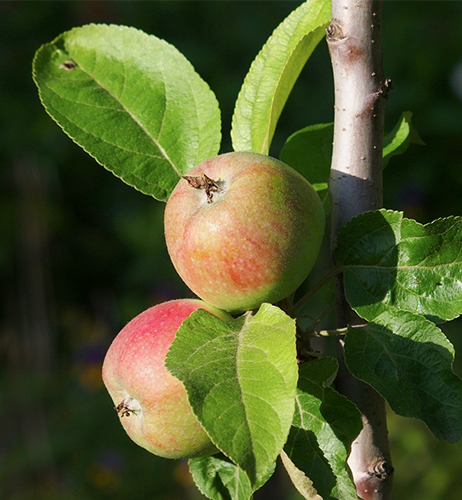 Odmiana jabłek Waluta