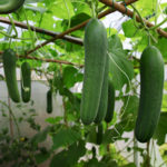 Подхранване на краставици в оранжерията и на открито
