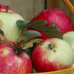 Odmiana jabłka Bellefleur-chiński
