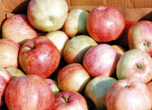 מגוון תפוחים בלפלייר-סיני