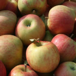 Champion odmian jabłek