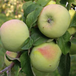 Odmiana jabłek Martovskoe