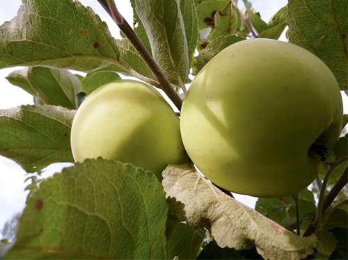 Odmiana jabłek Narodnoe