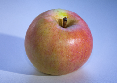 Odmiana jabłkowa Persianka
