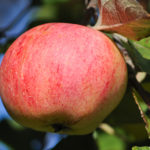 Odmiana jabłkowa Streyfling