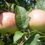 מגוון תפוחים Solntsedar