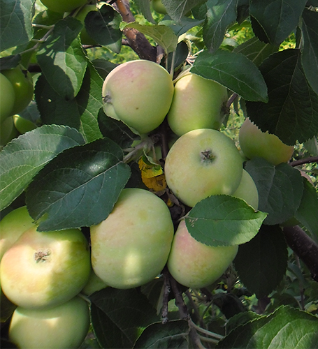 Odmiana jabłek Solntsedar