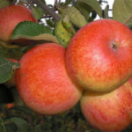 Odmiana jabłek Solnyshko