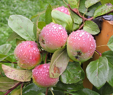 Variedad de manzana Cherry (Cherry)