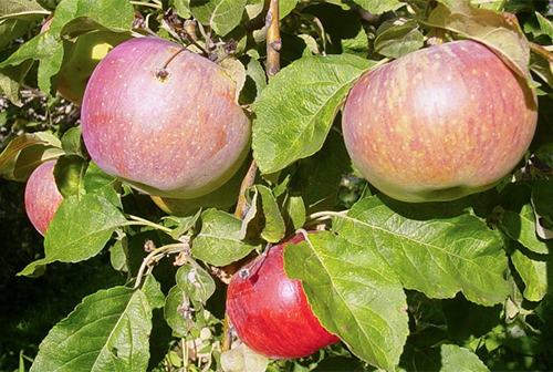 Odmiana jabłkowa Aport