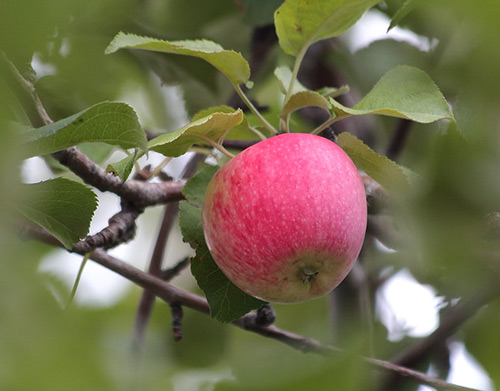 Odmiana jabłkowa Bashkir przystojny