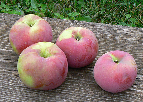 Odmiana jabłkowa Bryanskoe