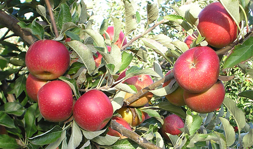 Odmiana jabłek Jonathan
