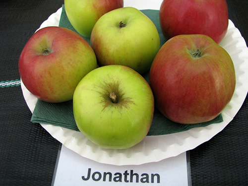 Odmiana jabłek Jonathan