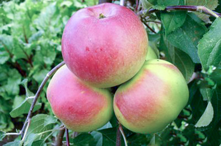 Ябълков сорт Килим