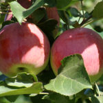 Сорт ябълки Orlovskoe райе