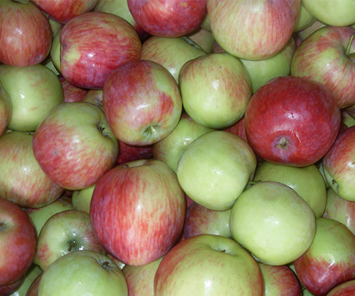 Variedad de manzana Orlovskoe rayada