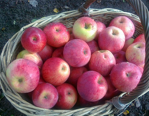 Odmiana jabłkowa Orlovskoe w paski