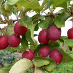 Odmiana jabłek Long (Kitayka)