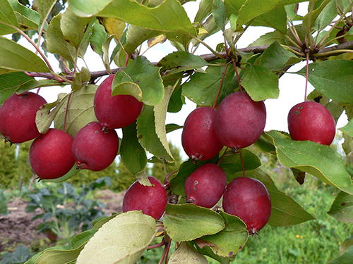 Varietà di mele Long (Kitayka)