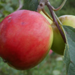 Сорт ябълка Ekrannoe