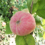 Odmiana jabłek Malinovka (Suislepskoe)