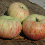Orlinka apple variety