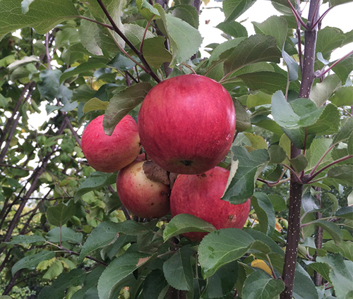 Odmiana jabłek Orlinka